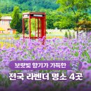 보랏빛향기 이미지