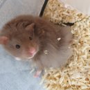 부산햄스터분양 행복햄 | 부산햄스터분양 부산햄스터분양행복햄 세번째 햄찌 분양후기