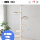 오로라 캣 이미지