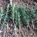 향기로운주유소 이미지