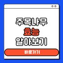 약나무마실 | 주목나무 효능 정리
