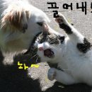 왕언니