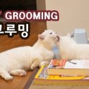 오드그루밍 이미지