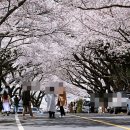 제주도 애월읍 장전리 왕벚꽃축제도 다다음주에 개최됩니다 이미지