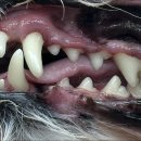 페이지동물병원 이미지