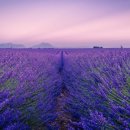 아로마(Aroma)