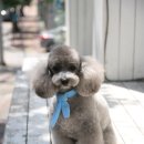 초코퍼피 애견미용실 이미지