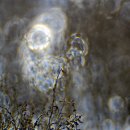 빛망울 형상속의 칠면초 이미지