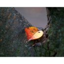 가을;담다