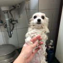 셀레네동물병원 이미지