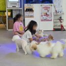 안기시장미용실 | [송파 애견카페] 가락동 '위드멍' 방문 후기 🐾 아이랑 가볼만한 강아지카페 추천