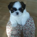 멍멍&야옹 이미지