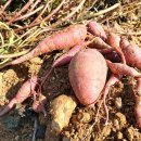 농사꾼농장 이미지