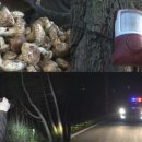 송하버섯마을 이미지