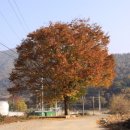 태멘농장 Daum카페