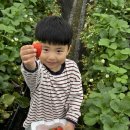 대박농장 | [부여여행 ①]1인 6만원의 행복! 부여 서울농장 1박 2일 후기 (숙박+4끼 식사+선물까지 갓성비 대박 🍓🍚)