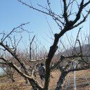 자두나무농장 이미지