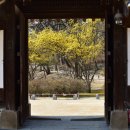 [2026/ 03/ 25(수)] 고궁산책 및 홍매화 출사...노점호 운영자리딩 이미지