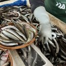 속초대게축제 | 속초 양미리축제 2025년 도루묵 축제 정보, 기간, 방문 후기