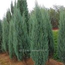 에메랄드그린 이미지