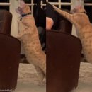 고양이 자리 이미지