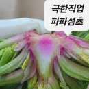 신안농산 | 파파섬초 신안 비금도 섬초 고당도 명품 시금치 겨울 노지 신선함 가득