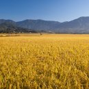 장성군농협조합공동사업법인 이미지