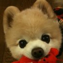 귀여운강아지 이미지