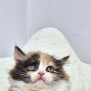 동물보육원 고양이 후원 카페 이미지