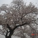 구림초등학교 이미지