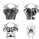 C1,2,3 spinal nerve의 신경지배 이미지
