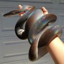 햇빛을 품은 뱀, Sunbeam Snake 이미지