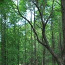 정발산공원 이미지