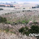 매화 태양광발전소 이미지