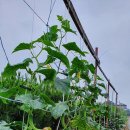 도원농장 이미지