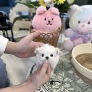 힐링펫샵 | 광주 애견샵 데려가개 꿈에 그리던 아가를 만나기까지의 감동 실화