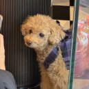 3층다락방 | 범계 두쫀쿠 비교 3층다락방 카페 오렝 웨이팅 후기