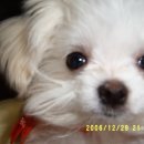 강아지 대통령 이미지