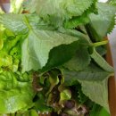 월산식당 이미지