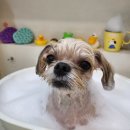 독한마캣 이미지