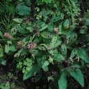 건강한 약초 이미지