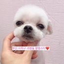 하단동174 이미지