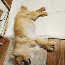 우쭈 죽었어요Re:우리개 아직 입원중이에요😭 이미지