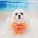 라라그루밍 이미지