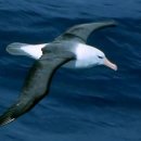 알바트로스 이미지