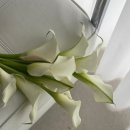 꽃집아재비 이미지