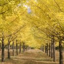 은행나무 이미지