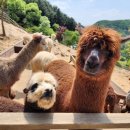 &#34;홍천 숲에서의 특별한 하루!&#34; 홍천 비발디파크 스카이워크, 산 정상에서 만나는 파노라마 전망 이미지