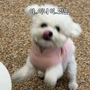 댕댕 | 대전 애견동반카페 실내와 마당있는 댕댕회관 방문 후기