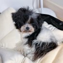 아투스 | 아투스모멍트 파르티르백 블랙 후기